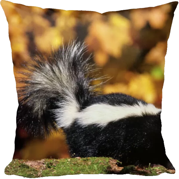 Striped Skunk - autumn MN309