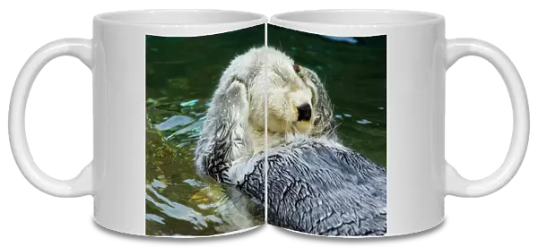 Sea Otter - grooming in water (Point Defiance Zoo & Aquarium, Tacoma, WA) B2A5726