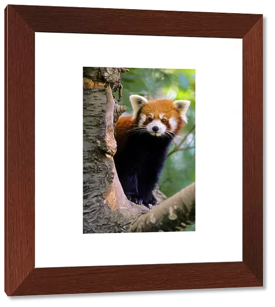 Red / Lesser Panda - Peering round tree branch, 4Mu80