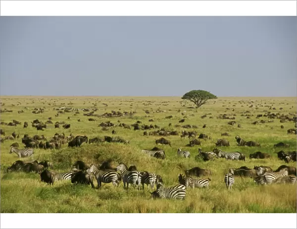 Plains  /  Common  /  Burchell's Zebra and Wildebeast Serengeti Plains, Tanzania, Africa. 3MB816