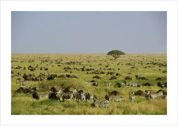 Plains  /  Common  /  Burchell's Zebra and Wildebeast Serengeti Plains, Tanzania, Africa. 3MB816