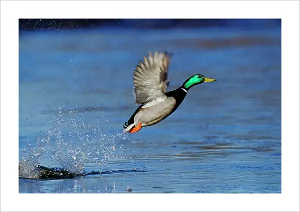 Mallard Duck drake - taking off bd907