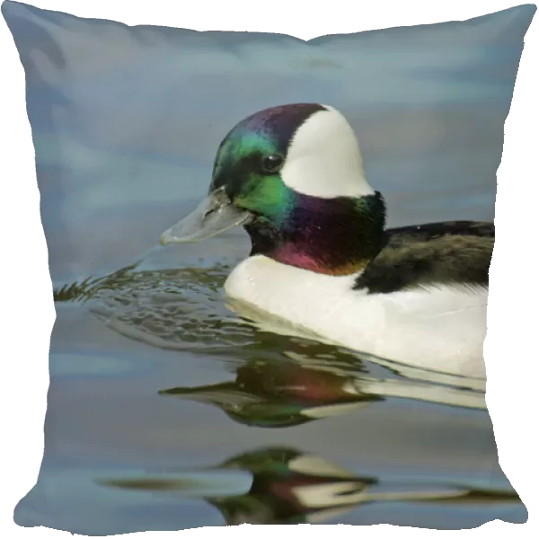 Bufflehead duck - drake Oregon, Pacific Northwest. tpl575