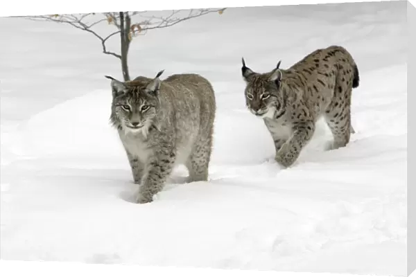 European Lynx - male and female walking through snow, winter Bavaria, Germany