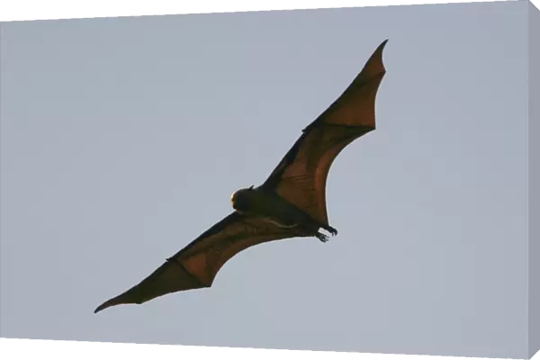 Fruit Bat - endangered, endemic to Mayotte. Mayotte Island Indian Ocean