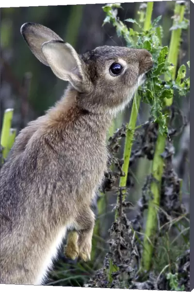 Rabbits - eating. France