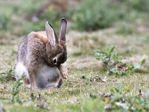 Rabbits - grooming. France