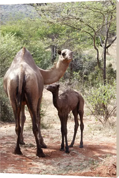 Camel - female and baby. Chelbi - South Ethiopia