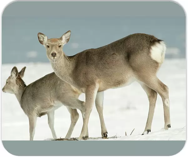 Ezo's Sika Deer - two standing in snow Hokkaido. Japan