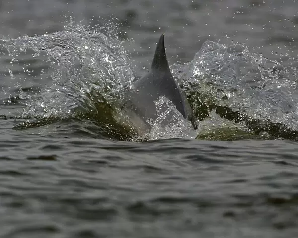 Boto  /  Amazon River /  Pink dolphin. Maracaibo, Venezuela