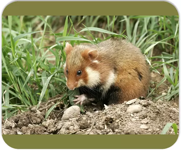Common  /  European Hamster - eating. Alsace France
