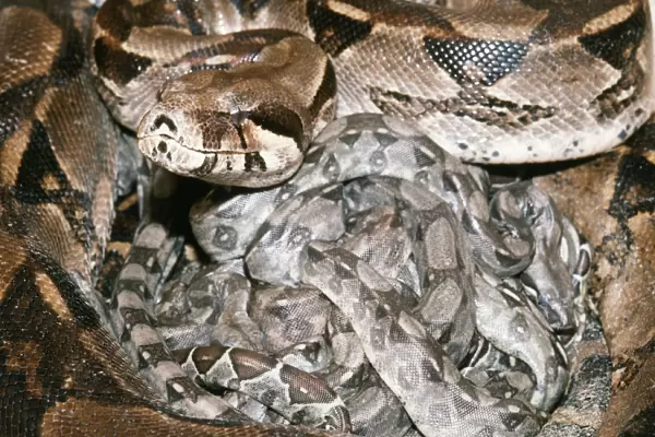 Boa Constrictor - with newborn young
