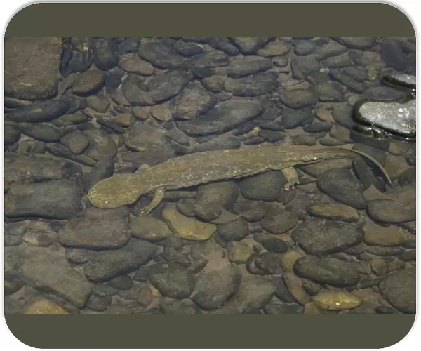 Hellbender - Underwater. Almost always found in rivers and larger streams where water is running and ample shelter is available in the form of large rocks snags or debris- may somtimes be caught by slowly overturning or moving large rocks in clear