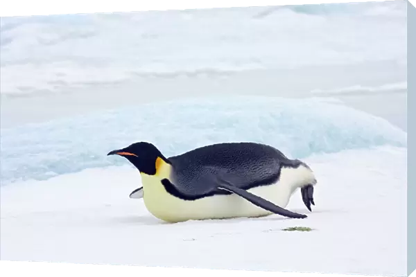 Emperor Penquin - Tobogganing on snow and ice faster than walking -Snow Hill Island - Antarctica - October
