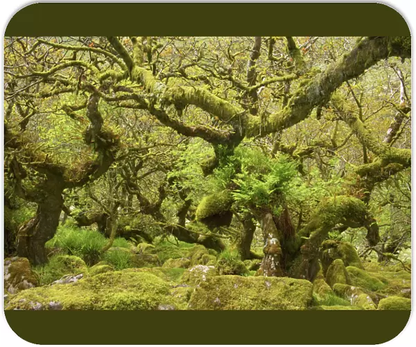 Wistmans Wood showing old Oaks and moss covered rocky understory Dartmoor National Park Devon, UK LA000184