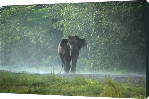 Borneo Pygmy Elephant - Male endemic Borneo