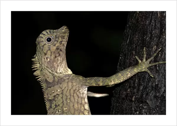 Short-crested Forest Dragon, close up of head - climbing tree, Danum Valley, Borneo