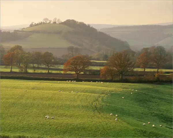 UK - fields with Hood Ball Sheep in foreground. Nr Totnes, Devon, UK