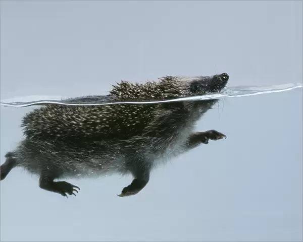 Hedgehog - swimming