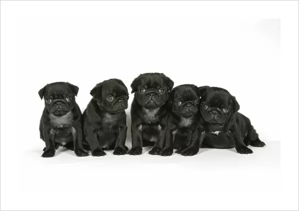 DOG. Five black pug puppies (6 weeks old)
