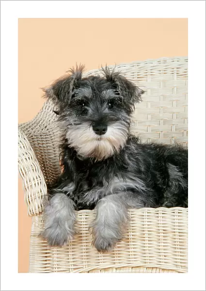 DOG. Schnauzer puppy in wicker chair