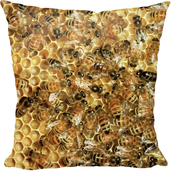Honey Bee - Queen & workers on comb