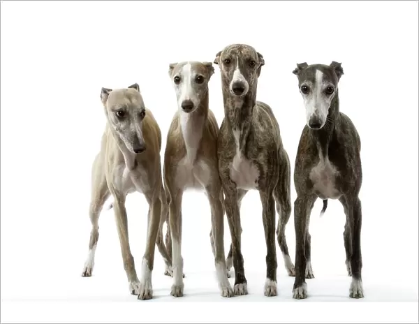Dog - Whippets Wippet