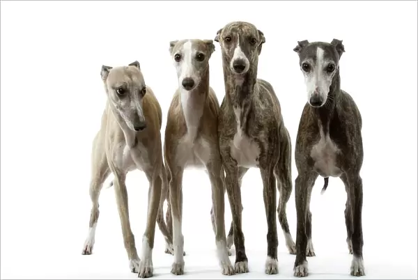 Dog - Whippets Wippet