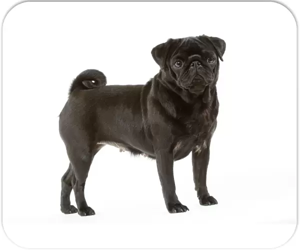Pug. Also known as Carlin or Mops