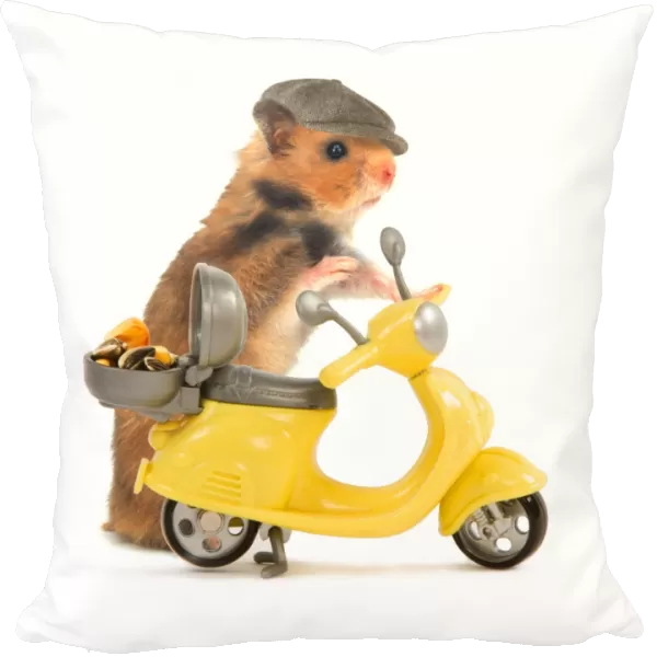 Hamster in hat and about to ride miniature moped bike