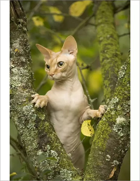 Sphynx Cat - in tree