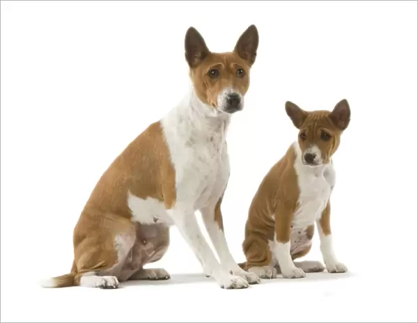 Dog - Basenji - adult and puppy