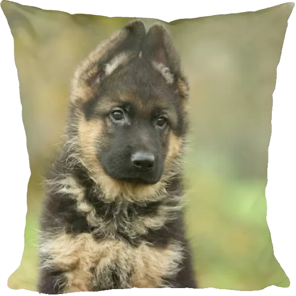 Dog - German Shepherd puppy