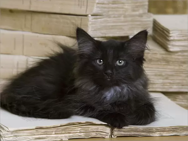 Norwegian Forest Cat - black
