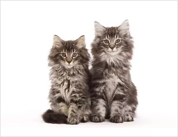 Cat - two Norwegian forest kittens