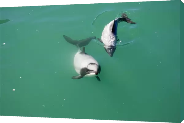 Hector's Dolphins - one of the smallest marine mammals - it is endangered due to fishing nets and boat propellors. Akaroa Harbour - South Island - New Zealand
