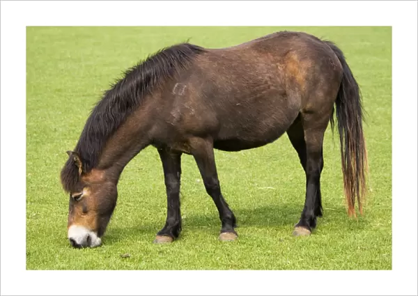 Exmoor pony grazing at Rare Breed Trust Cotswold Farm Park Temple Guiting near Stow on the Wold UK. These are strong native British ponies descended from Celtic stock and around 150 are still to be found on Exmoor in Devon