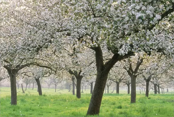 Apple Orchard Blossom