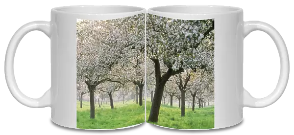 Apple Orchard Blossom