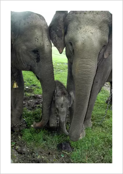 Asian Elephant, Domestic mother, auntie and calf 3 days old