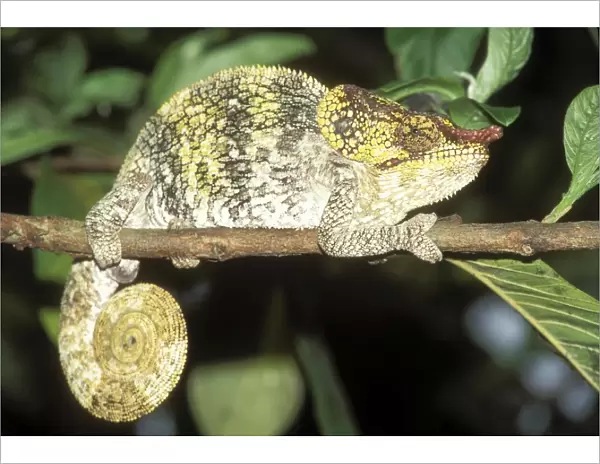 Nose-horned Chameleon Madagascar