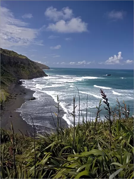 Muriwai Beach, North Island, New Zealand, with New Zealand flax in foreground