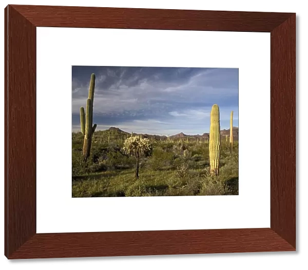 Sahuaro  /  Saguaro Cactus - in desert, with Opuntia spp, bristle-bush etc. Organ Pipes National Monument