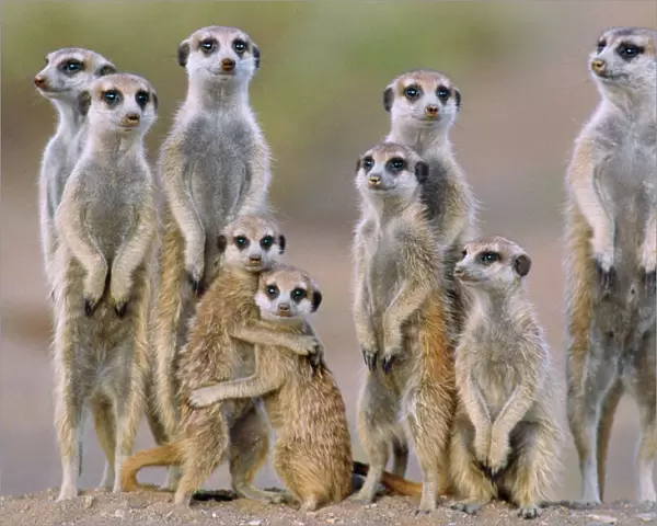 Suricate  /  Meerkat - family with young on the lookout at the edge of its burrow. Kalahari Desert, Namibia, Africa