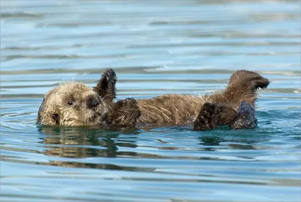 Sea Otter - pup learning to use its legs, feet and flippers  /  coordination. Within a few days it will be learning to hold food with its front paws (drops alot at first) and to swim about (now it mostly floats on back)