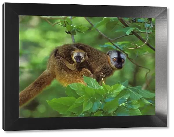 Red-fronted Brown Lemur - mother carrying young. 3mp77