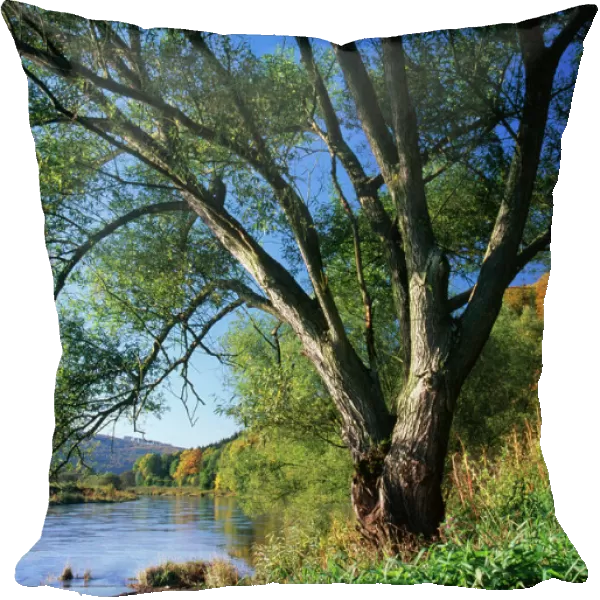 Crack Willow Tree - growing on river bank, autumn coloured landscape