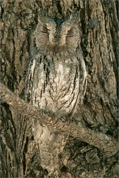 Scops Owl - Perfectly camouflaged perching close to a tree-trunk
