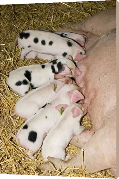 Pigs - Gloucester Old Spot piglets sucking from sow Morteon Show UK