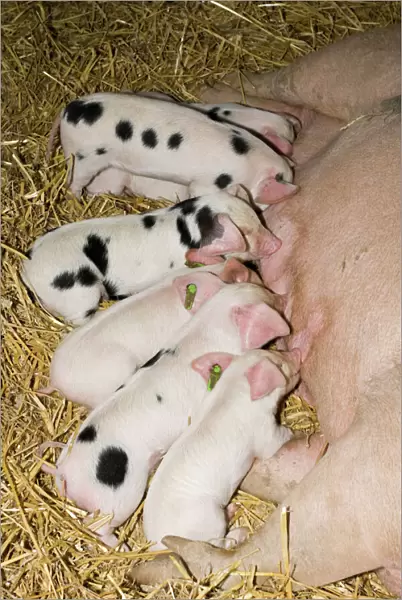 Pigs - Gloucester Old Spot piglets sucking from sow Morteon Show UK